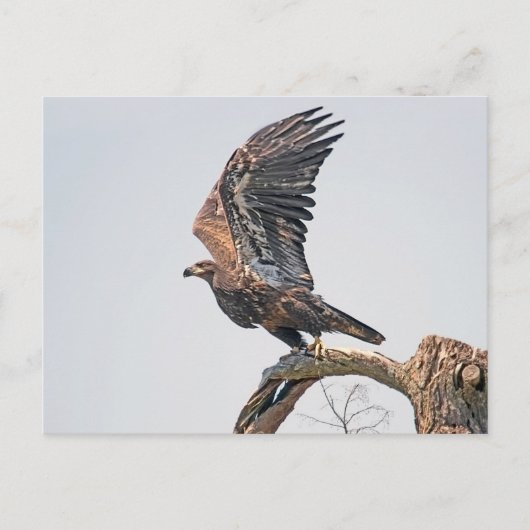 Juvenile Bald Eagle Launch Briefkaart (Voorkant)