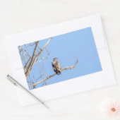 Juvenile Bald Eagle Rechthoekige Sticker (Envelop)