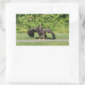 Juvenile Bald Eagle Rechthoekige Sticker (Tas)