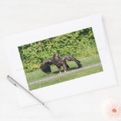 Juvenile Bald Eagle Rechthoekige Sticker (Envelop)