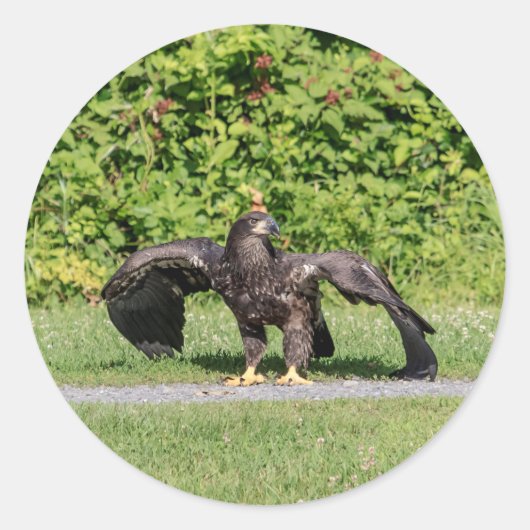 Juvenile Bald Eagle Ronde Sticker (Voorkant)