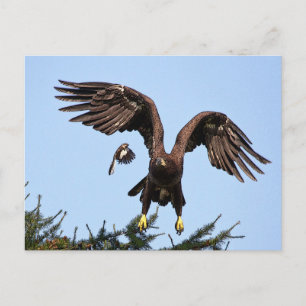 Juvenile Bald Eagle start op Briefkaart