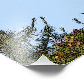 Juvenile Bald Eagle start op Foto Afdruk (Hoek)