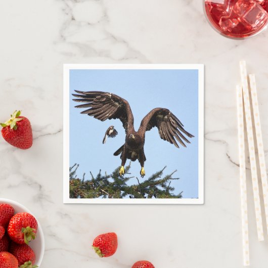 Juvenile Bald Eagle start op Servetten (Insitu)