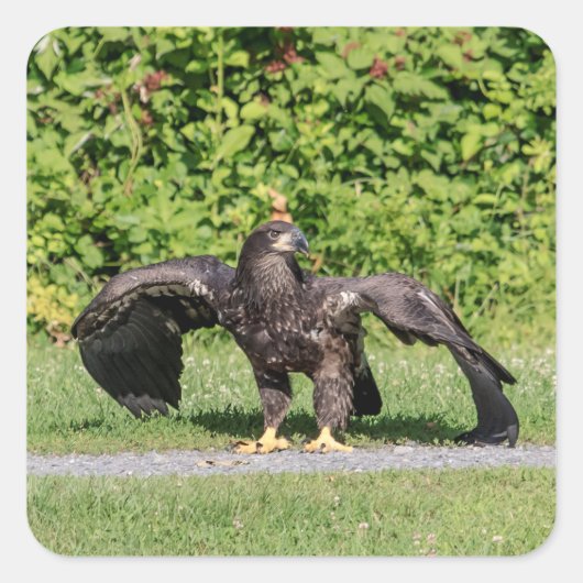 Juvenile Bald Eagle Vierkante Sticker (Voorkant)
