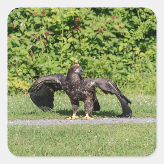 Juvenile Bald Eagle Vierkante Sticker (Voorkant)