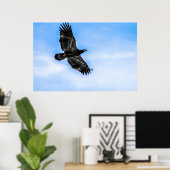 Juvenile Bald Eagle (vlucht) Poster (Thuiskantoor)