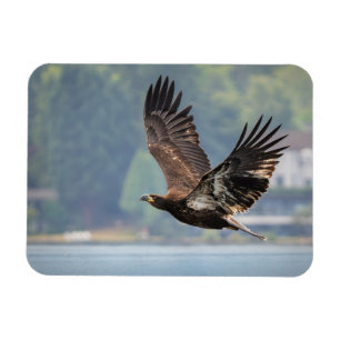 Juvenile Bald Eagle Wildlife Fotografie Foto Magneet