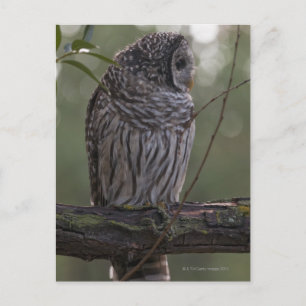 Juvenile Barred Owl (Strix varia) 2 Briefkaart