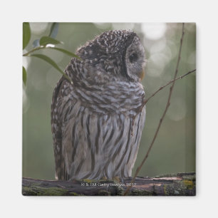 Juvenile Barred Owl (Strix varia) 2 Magneet