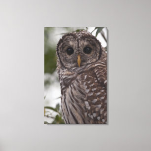Juvenile Barred Owl (Strix varia) Canvas Afdruk