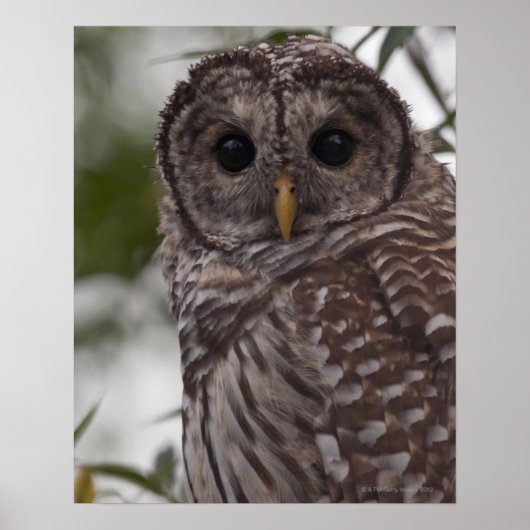 Juvenile Barred Owl (Strix varia) Poster (Voorkant)