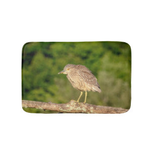 Juvenile Black Crowned Night Heron Badmat