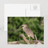 Juvenile Black Crowned Night Heron Briefkaart (Voorkant / Achterkant)