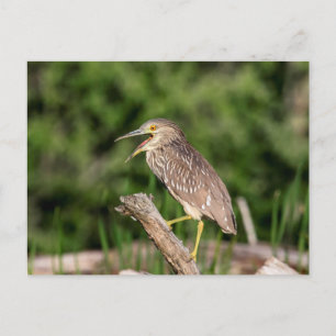 Juvenile Black Crowned Night Heron Briefkaart