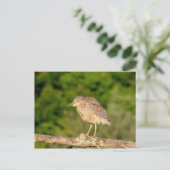 Juvenile Black Crowned Night Heron Briefkaart (Staand voorkant)