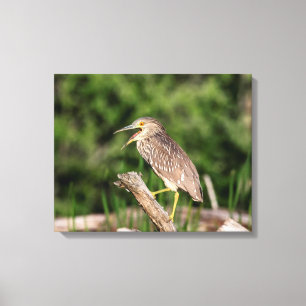 Juvenile Black Crowned Night Heron Canvas Afdruk