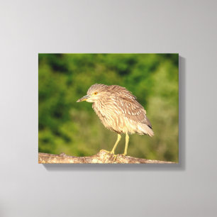 Juvenile Black Crowned Night Heron Canvas Afdruk