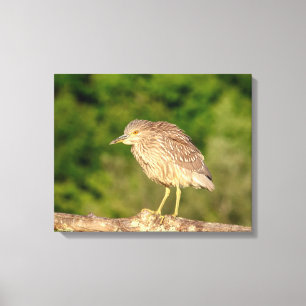 Juvenile Black Crowned Night Heron Canvas Afdruk