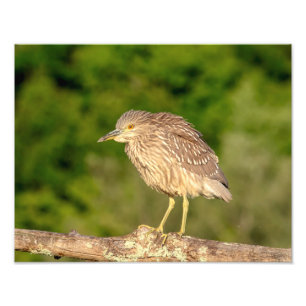 Juvenile Black Crowned Night Heron Foto Afdruk
