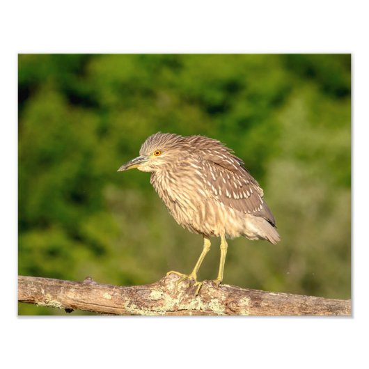 Juvenile Black Crowned Night Heron Foto Afdruk (Voorkant)