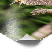 Juvenile Black Crowned Night Heron Foto Afdruk (Hoek)