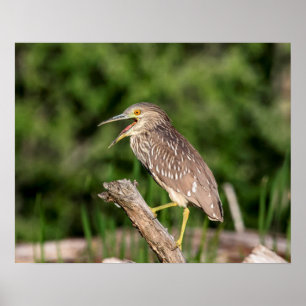 Juvenile Black Crowned Night Heron Poster
