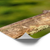 Juvenile Black Crowned Night Heron Poster (Hoek)