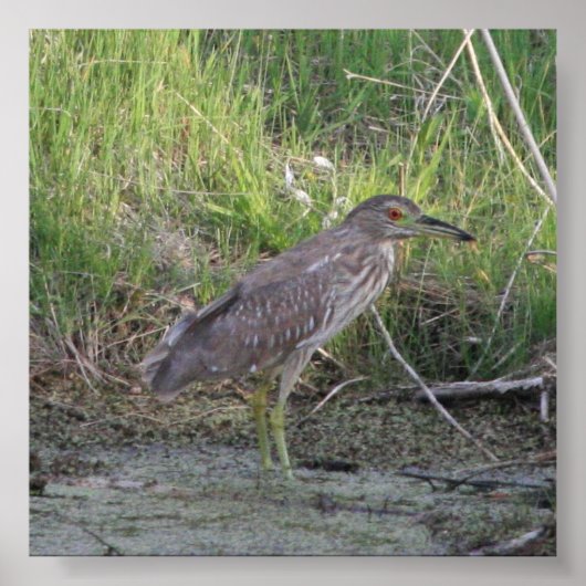 Juvenile Black-Crowned Night-Heron Poster (Voorkant)