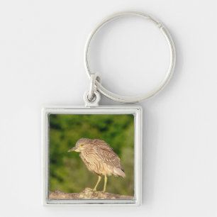 Juvenile Black Crowned Night Heron Sleutelhanger