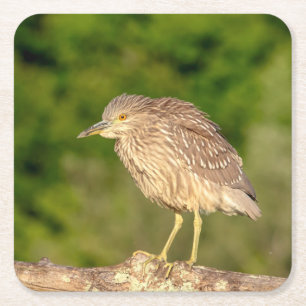 Juvenile Black Crowned Night Heron Vierkante Kartonnen Onderzetter