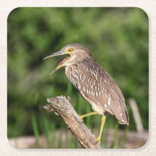 Juvenile Black Crowned Night Heron Vierkante Kartonnen Onderzetter