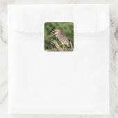 Juvenile Black Crowned Night Heron Vierkante Sticker (Tas)