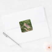 Juvenile Black Crowned Night Heron Vierkante Sticker (Envelop)