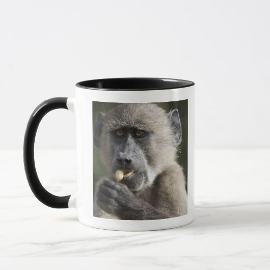 Juvenile Chacma baboon (Papio ursinus) eet noten Mok (Links)