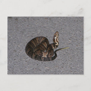 Juvenile Cottonmouth Snake Briefkaart