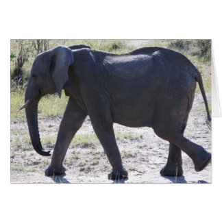 Juvenile Elephant