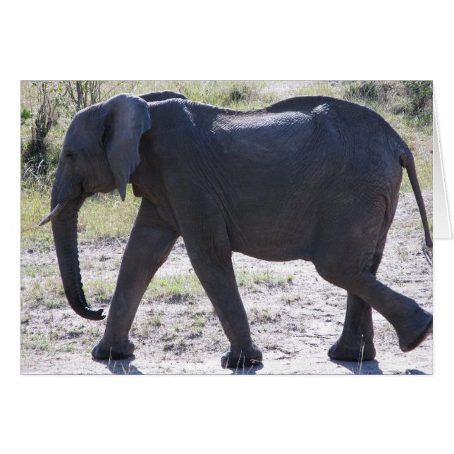 Juvenile Elephant (Voorkant Horizontaal)
