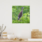 Juvenile Geel-vol Poster Night-Heron (Keuken)
