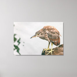 Juvenile Heron Canvas Afdruk