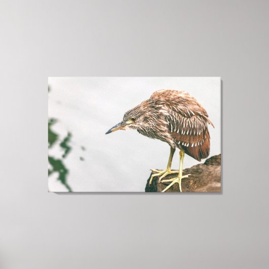 Juvenile Heron Canvas Afdruk (Voorkant)