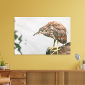 Juvenile Heron Canvas Afdruk (Insitu (Woonkamer))