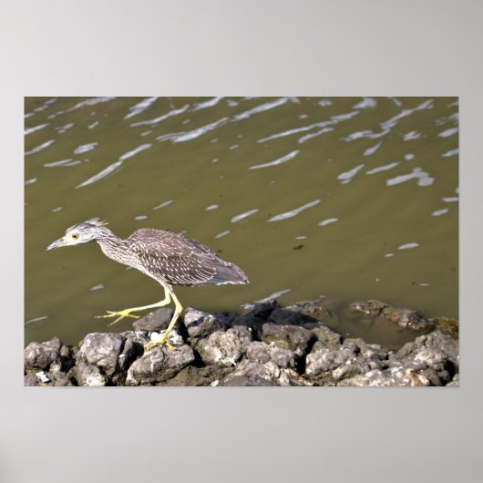 Juvenile Heron Poster (Voorkant)