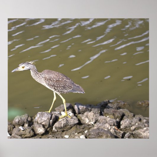 Juvenile Heron Poster (Voorkant)
