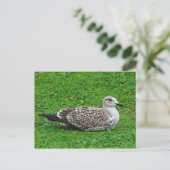 Juvenile Herring Gull Briefkaart (Staand voorkant)