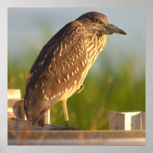 Juvenile Night Heron Foto Poster