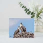 Juvenile Osprey in het nest Briefkaart (Staand voorkant)