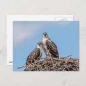 Juvenile Osprey in het nest Briefkaart (Voorkant / Achterkant)
