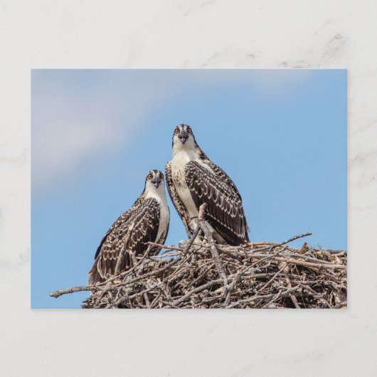 Juvenile Osprey in het nest Briefkaart (Voorkant)