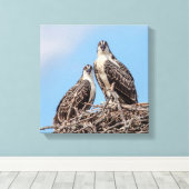 Juvenile Osprey in het nest Canvas Afdruk (Insitu (Houten vloer))